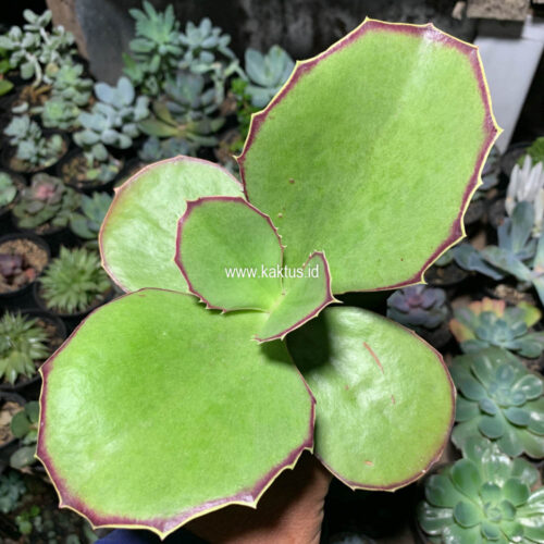Kalanchoe Synsepala Baker, real gallery image #6 plants. Picture taken directly from kaktus.id community Kalanchoe farmer green houses.