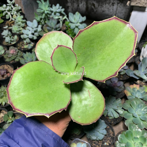 Kalanchoe Synsepala Baker, real gallery image #2 plants. Picture taken directly from kaktus.id community Kalanchoe farmer green houses.