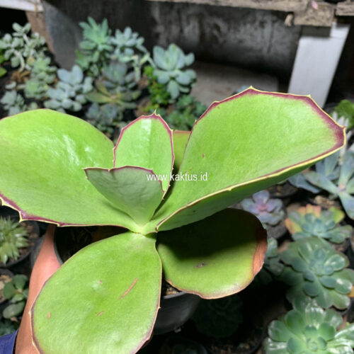 Kalanchoe Synsepala Baker, real gallery image #1 plants. Picture taken directly from kaktus.id community Kalanchoe farmer green houses.