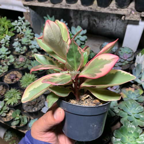 Peperomia Clusifolia Tricolor, real gallery image #1 plants. Picture taken directly from kaktus.id community Peperomia farmer green houses.