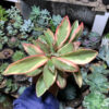 Peperomia Clusifolia Tricolor, real gallery image #3 plants. Picture taken directly from kaktus.id community Peperomia farmer green houses.