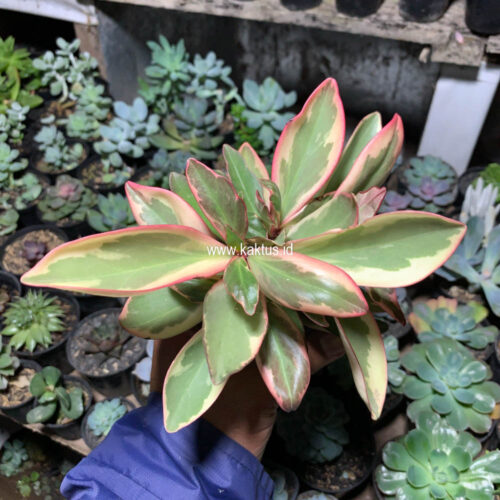 Peperomia Clusifolia Tricolor, real gallery image #4 plants. Picture taken directly from kaktus.id community Peperomia farmer green houses.