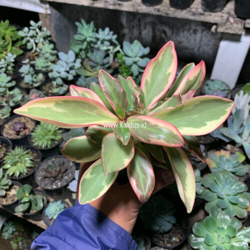 Peperomia Clusifolia Tricolor, real gallery image #5 plants. Picture taken directly from kaktus.id community Peperomia farmer green houses.