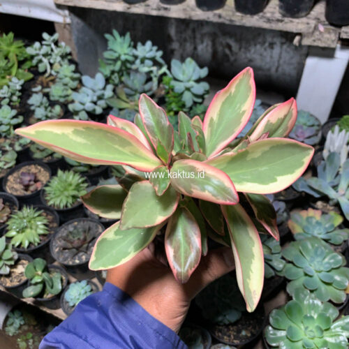 Peperomia Clusifolia Tricolor, real gallery image #6 plants. Picture taken directly from kaktus.id community Peperomia farmer green houses.