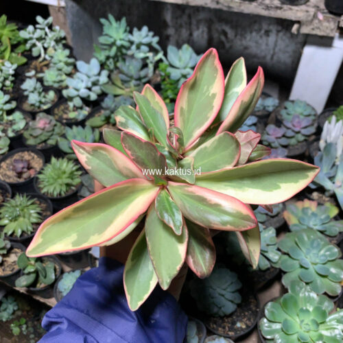 Peperomia Clusifolia Tricolor, real gallery image #2 plants. Picture taken directly from kaktus.id community Peperomia farmer green houses.