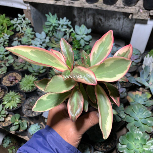 Peperomia Clusifolia Tricolor, real gallery image #7 plants. Picture taken directly from kaktus.id community Peperomia farmer green houses.