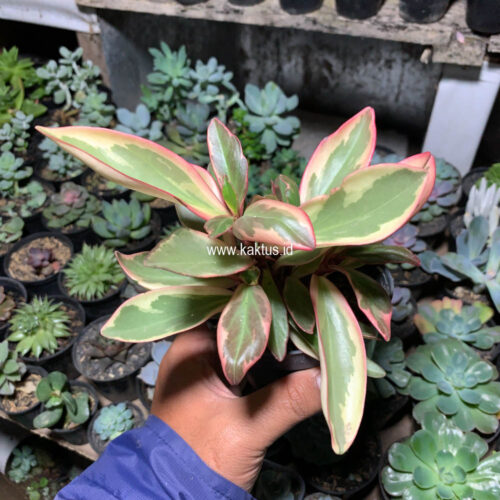 Peperomia Clusifolia Tricolor, real gallery image #8 plants. Picture taken directly from kaktus.id community Peperomia farmer green houses.