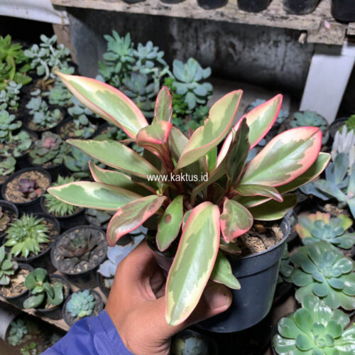 Peperomia Clusifolia Tricolor, real gallery image #9 plants. Picture taken directly from kaktus.id community Peperomia farmer green houses.