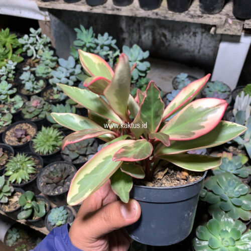 Peperomia Clusifolia Tricolor, real gallery image #10 plants. Picture taken directly from kaktus.id community Peperomia farmer green houses.