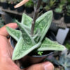 Gasteria Green Ice, real gallery image #2 plants. Picture taken directly from kaktus.id community Gasteria farmer green houses.