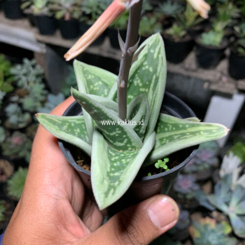Gasteria Green Ice, real gallery image #4 plants. Picture taken directly from kaktus.id community Gasteria farmer green houses.