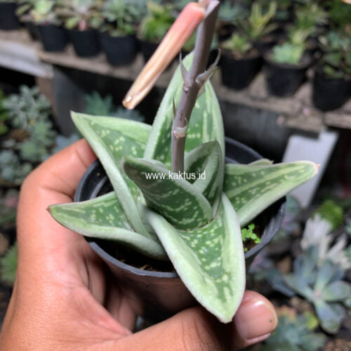 Gasteria Green Ice, real gallery image #5 plants. Picture taken directly from kaktus.id community Gasteria farmer green houses.