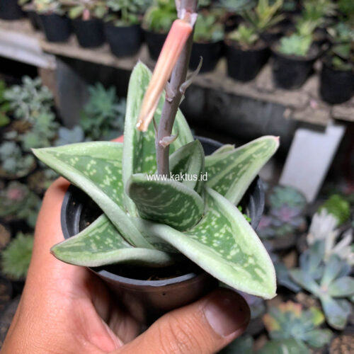 Gasteria Green Ice, real gallery image #6 plants. Picture taken directly from kaktus.id community Gasteria farmer green houses.