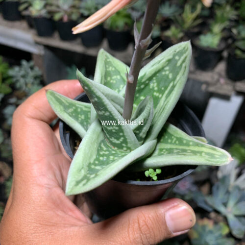 Gasteria Green Ice, real gallery image #3 plants. Picture taken directly from kaktus.id community Gasteria farmer green houses.