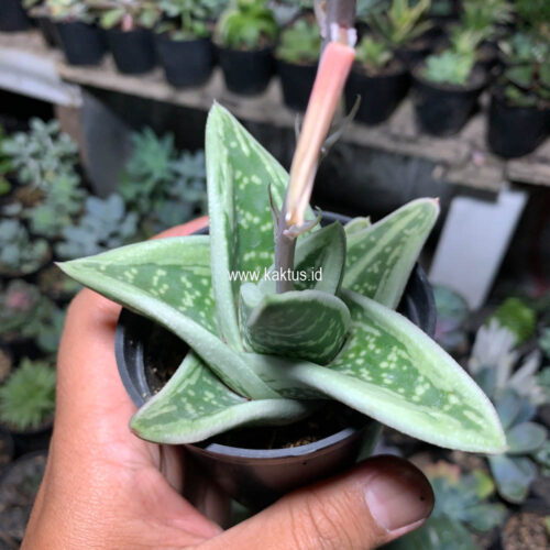 Gasteria Green Ice, real gallery image #7 plants. Picture taken directly from kaktus.id community Gasteria farmer green houses.