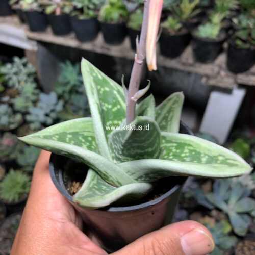 Gasteria Green Ice, real gallery image #8 plants. Picture taken directly from kaktus.id community Gasteria farmer green houses.
