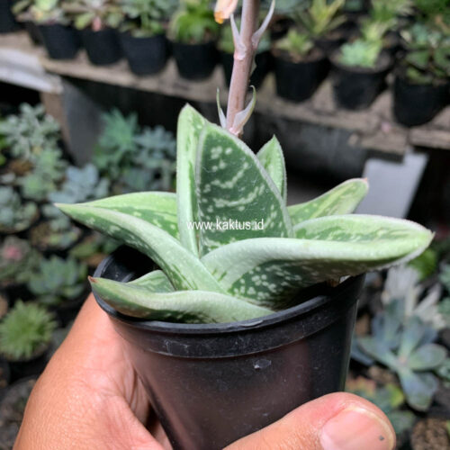 Gasteria Green Ice, real gallery image #9 plants. Picture taken directly from kaktus.id community Gasteria farmer green houses.