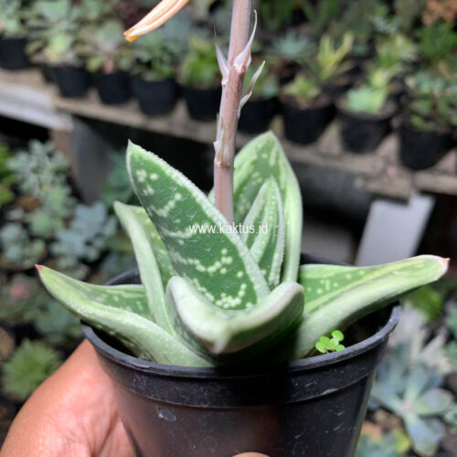Gasteria Green Ice, real gallery image #10 plants. Picture taken directly from kaktus.id community Gasteria farmer green houses.
