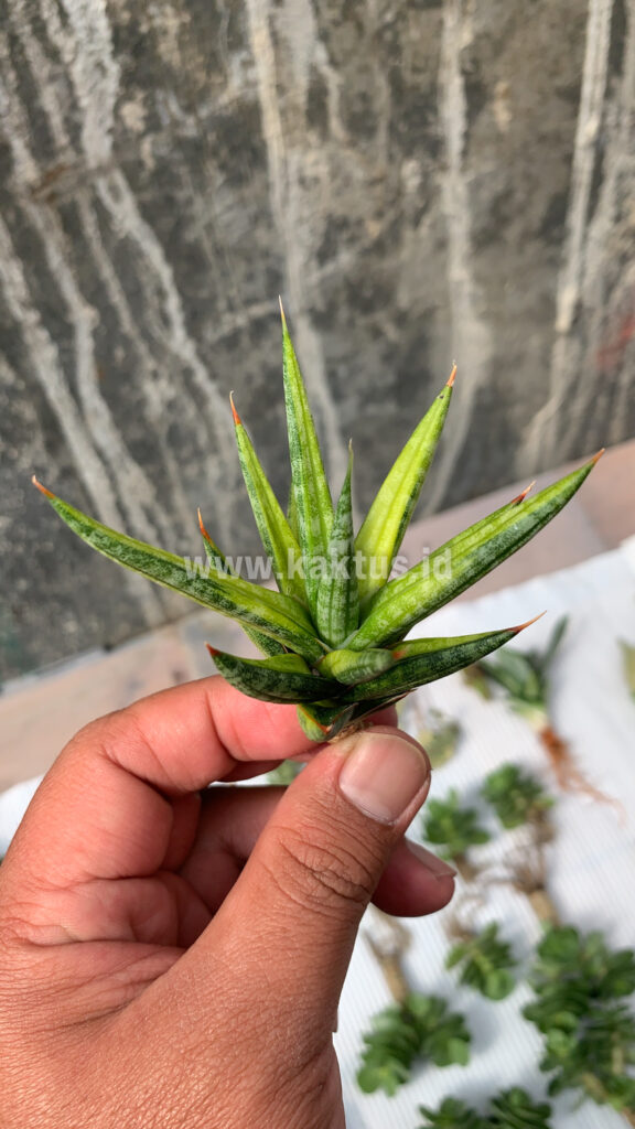 kaktus.id