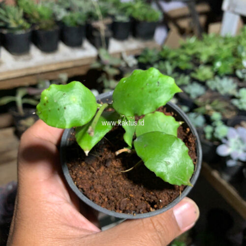 Hoya Endauensis, real gallery image #3 plants. Picture taken directly from kaktus.id community Hoya farmer green houses.