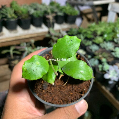 Hoya Endauensis, real gallery image #4 plants. Picture taken directly from kaktus.id community Hoya farmer green houses.