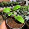 Hoya Endauensis, real gallery image #5 plants. Picture taken directly from kaktus.id community Hoya farmer green houses.