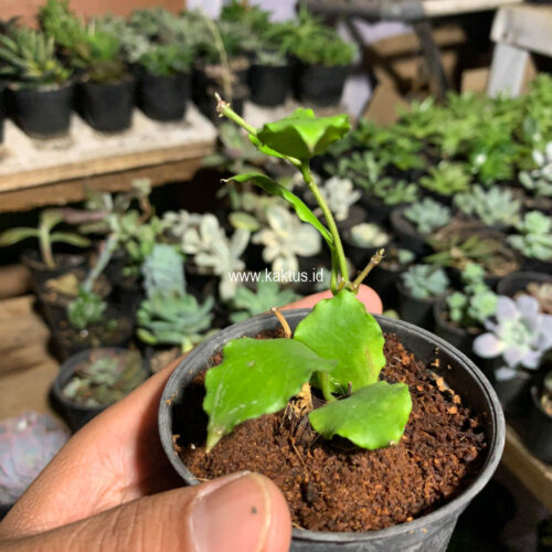 Hoya Endauensis, real gallery image #6 plants. Picture taken directly from kaktus.id community Hoya farmer green houses.
