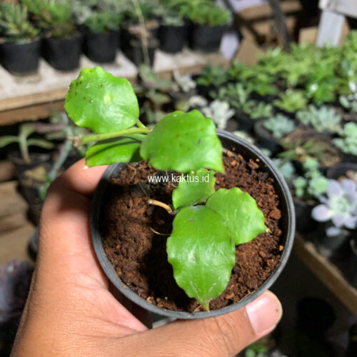Hoya Endauensis, real gallery image #2 plants. Picture taken directly from kaktus.id community Hoya farmer green houses.