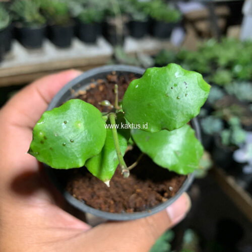 Hoya Endauensis, real gallery image #7 plants. Picture taken directly from kaktus.id community Hoya farmer green houses.