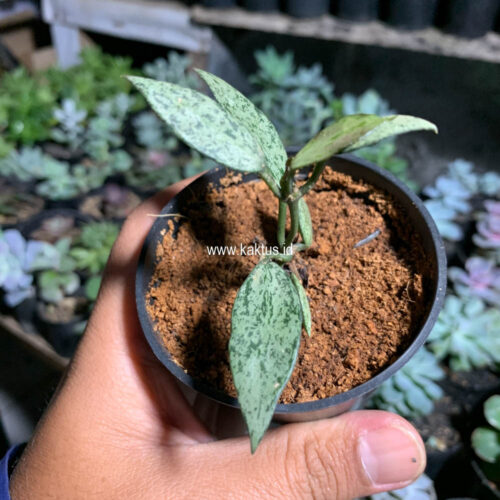 Lacunosa Leopard Skin, real gallery image #1 plants. Picture taken directly from kaktus.id community Lacunosa farmer green houses.