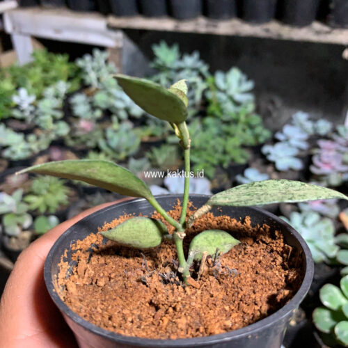 Lacunosa Leopard Skin, real gallery image #6 plants. Picture taken directly from kaktus.id community Lacunosa farmer green houses.