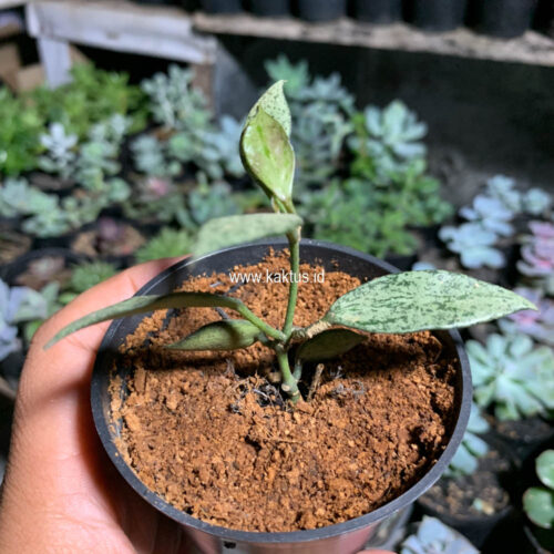 Lacunosa Leopard Skin, real gallery image #7 plants. Picture taken directly from kaktus.id community Lacunosa farmer green houses.