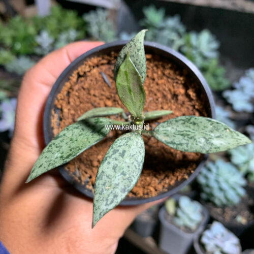 Lacunosa Leopard Skin, real gallery image #5 plants. Picture taken directly from kaktus.id community Lacunosa farmer green houses.