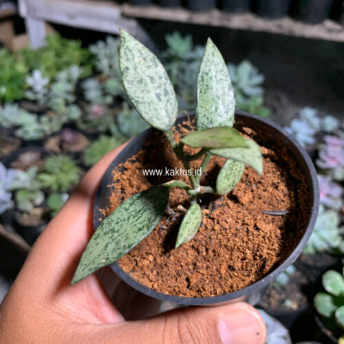Lacunosa Leopard Skin, real gallery image #8 plants. Picture taken directly from kaktus.id community Lacunosa farmer green houses.