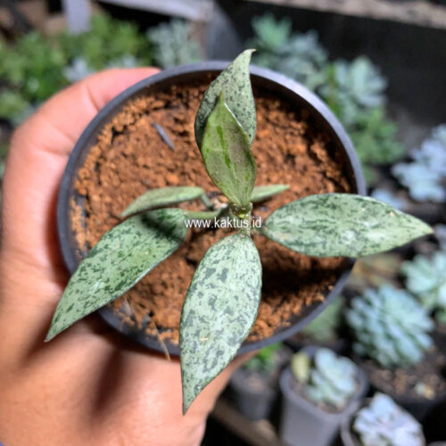 Lacunosa Leopard Skin, real gallery image #4 plants. Picture taken directly from kaktus.id community Lacunosa farmer green houses.