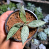 Lacunosa Leopard Skin, real gallery image #3 plants. Picture taken directly from kaktus.id community Lacunosa farmer green houses.