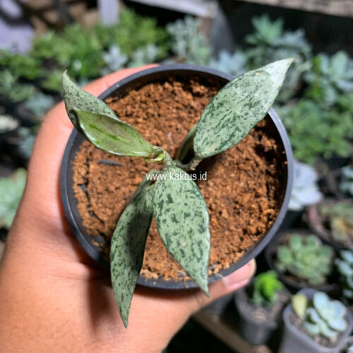 Lacunosa Leopard Skin, real gallery image #2 plants. Picture taken directly from kaktus.id community Lacunosa farmer green houses.