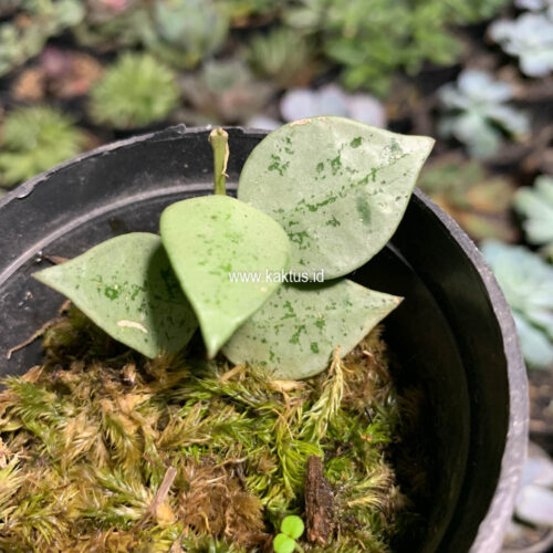Hoya Kroniana Super Eskimo 