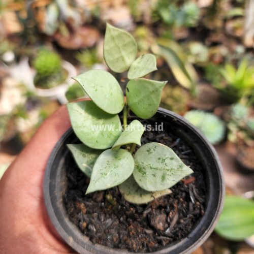 Hoya Kroniana Super Eskimo 