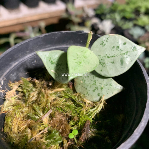 Hoya Kroniana Super Eskimo 