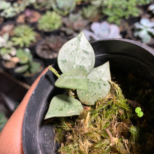 Hoya Kroniana Super Eskimo "Silver Leafs", real gallery image #1 plants. Picture taken directly from kaktus.id community Hoya farmer green houses.