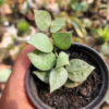 Hoya Kroniana Super Eskimo "Silver Leafs", real gallery image #7 plants. Picture taken directly from kaktus.id community Hoya farmer green houses.