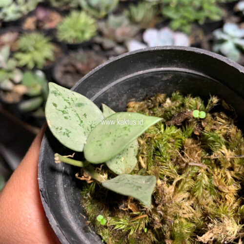 Hoya Kroniana Super Eskimo 