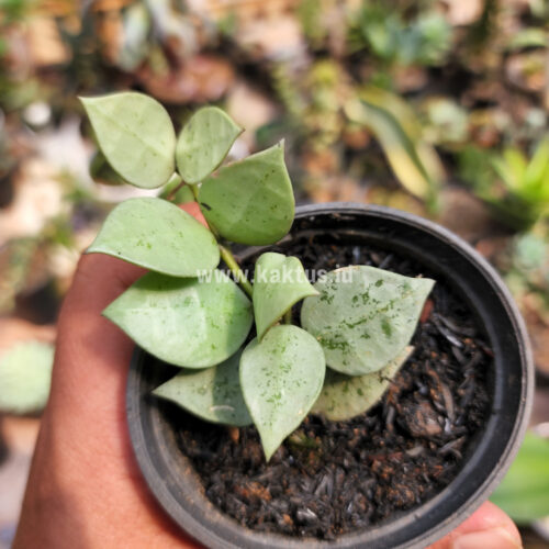 Hoya Kroniana Super Eskimo 