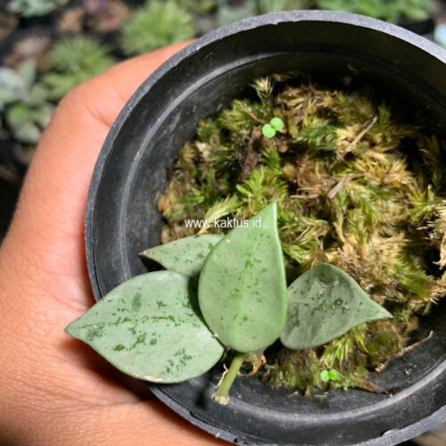 Hoya Kroniana Super Eskimo 
