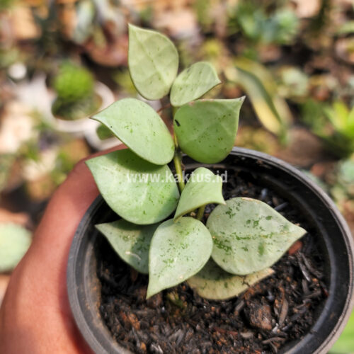 Hoya Kroniana Super Eskimo 