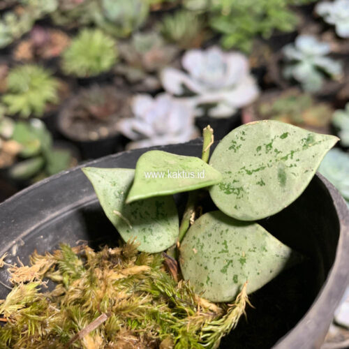 Hoya Kroniana Super Eskimo 