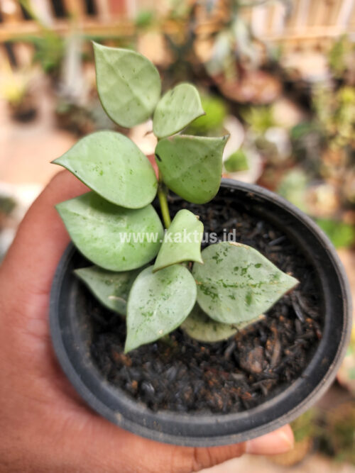 Hoya Kroniana Super Eskimo 