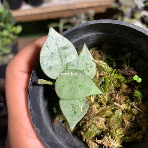 Hoya Kroniana Super Eskimo 