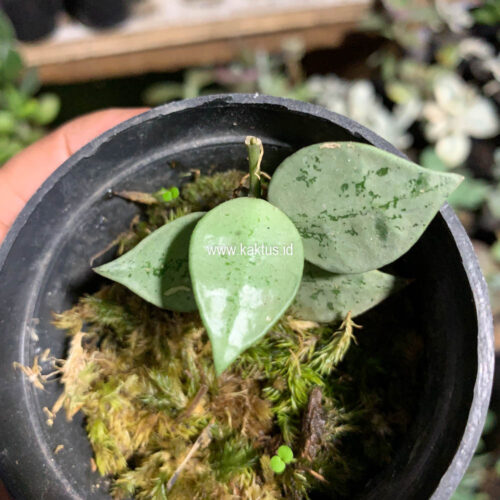 Hoya Kroniana Super Eskimo 